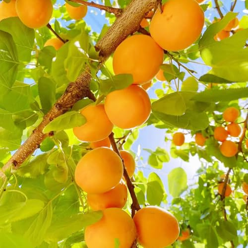 semillas resistentes del albaricoquero - interior orgánicas balcón Invernadero 20pcs