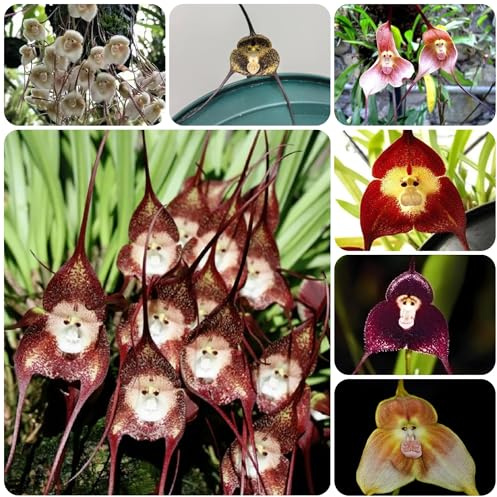semi di orchidea scimmia - decorazioni giardino perenni resistenti vecchie varietà biologici 150pcs