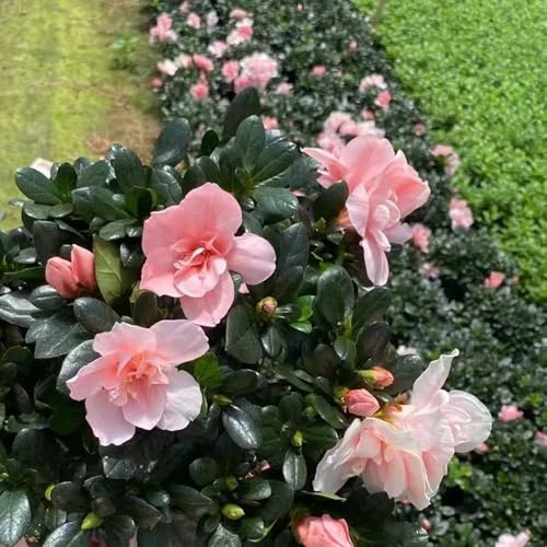 Semillas de rododendro, semillas de silvestres semillas de azalea, resistentes de exterior de jardín de arbustos 60pcs