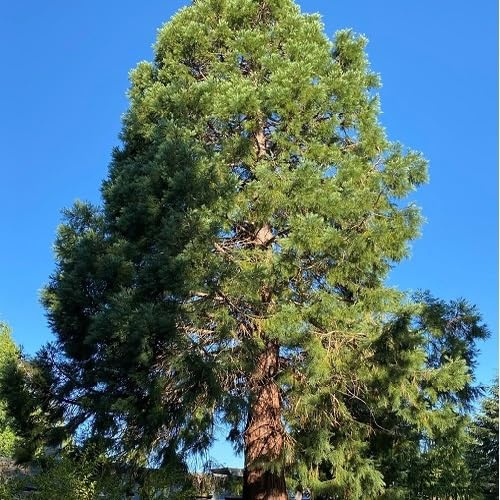 50 semi freschi di sequoia verde