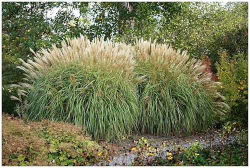 Stauden Gänge 3 x Miscanthus sinensis 'Hermann Müssel' Chinaschilf | Hohes Ziergras für Sonne, Blüte September bis November, mehrjährig, 1 L Topf (11x11 cm)