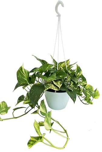 I GIARDINI DI GIULIA - Scindapsus Aurea | Pianta Vera da Interno | Foglie Verdi e Dorate | Facile Cura | Pianta Ornamentale | IN VASO BASKET DIAMETRO 20 CM