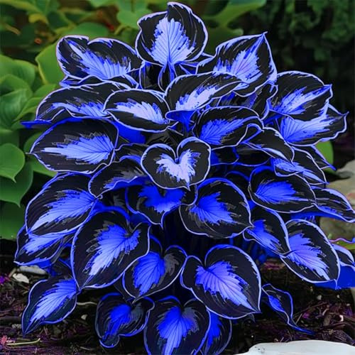 Hosta bulbi, piante erbacee Resistenti perenni, bulbi da fiore a fioritura, adatti per la semina immediata, Hosta pianta vera(non artificiali)-4 bulbi-G