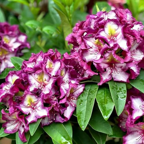 Semi di azalea, giardino di arbusti Rododendro, esotici semi di come per gli ospiti vecchie varietà regali per gli amanti del giardino 80pcs