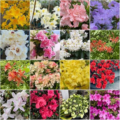 semillas de rododendro -Serie de raras- trepadoras resistentes balcón resistentes para jardín, 300pcs