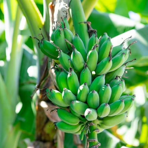 Semillas de plátano, semillas de plátano resistente, de banano resistente de balcón resistentes 40pcs