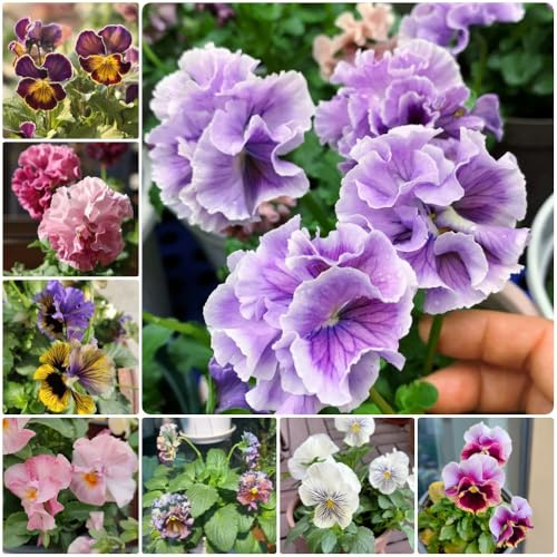 Semi di violetta cornuta, da balcone Viola cornuta, semi di selvatici da giardino resistenti perenni 120pcs