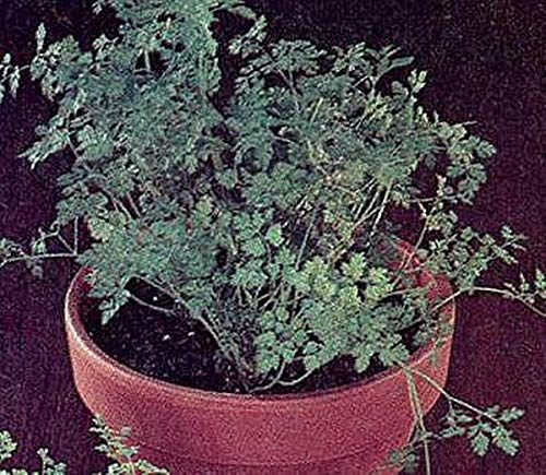Herb Seeds - Chervil Plain Leaf Vertissimo Seeds