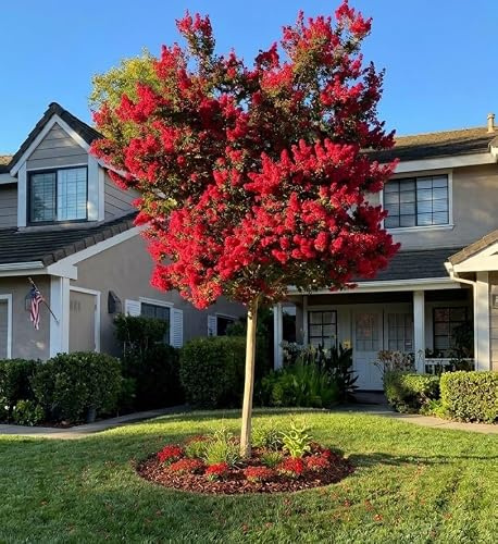 Lagerstroemia indica rossa Dynamite pianta ad alberello in vaso ø33 cm h. 150/180 cm Vivaio di Castelletto