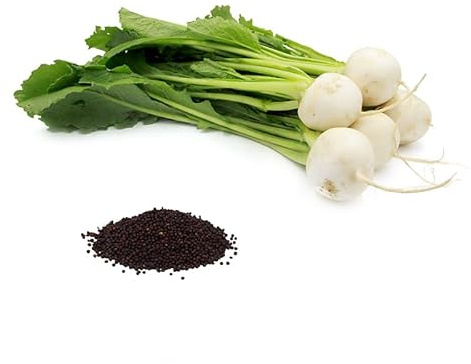 Bmore Spicy Shogoin Japanese Turnip Seeds – Non-GMO Heirloom Brassica rapa – 2000 Seeds – Mild, Sweet Roots & Tender Greens for Asian-Inspired Dishes – Fast-Growing Cool-Season Crop