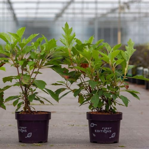 Hydrangea quercifolia 'Ice Crystal' Compact Oak-Leaf Hydrangea with White Conical Flowers and Autumn Colorful Foliage 1X or 3X 9cm Litre Pot by Thompson and Morgan