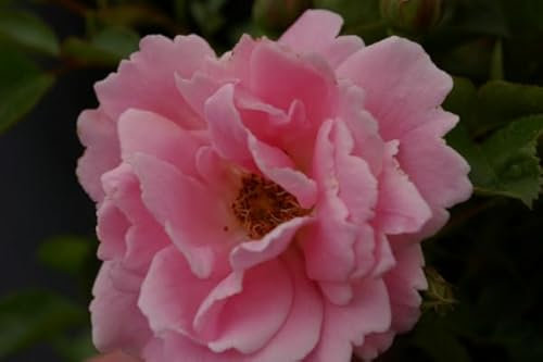 Bodendeckerrose Sommerwind® - Rosa Sommerwind® - Beetrose - Kordes-Rose