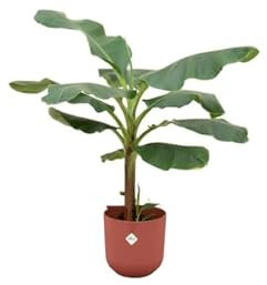 Offre combinée : bananier (Musa) y compris elho Jazz Round rouge Ø 23-120 cm