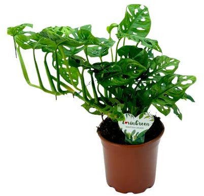 Planta de Interior Natural Monstera Obliqua Planta Monkey Mask