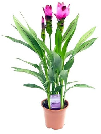 Azafrán de la India Floreciente: El Toque Exquisito que Necesita tu Jardín - Planta de Curucuma Natural
