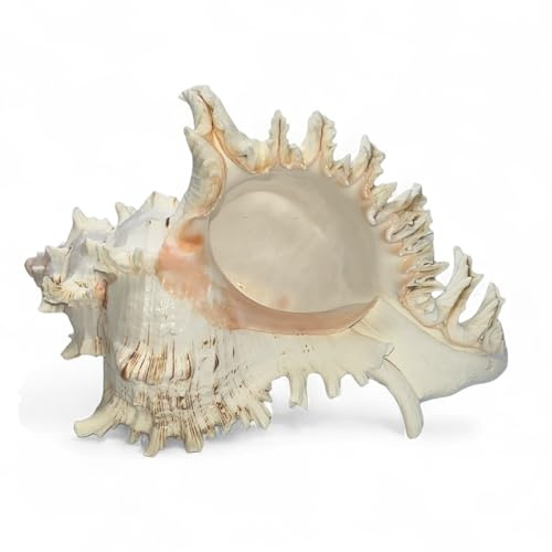 Tumbler Home Large Conch Sea Shells for Decorating or Fish Tank, Coastal & Nautical Decor, Air Plant Holder, Aquarium Ornaments, Big Sea Shell, Decorative Seashells, Beach Party Decor (Murex)
