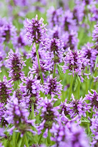 Nepeta nervosa 9x9 cm Topf – Winterhart, Mehrjährig, Pflegeleicht – Katzenminze – Staude für Beet & Rabatten