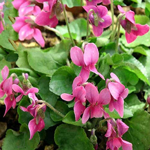 Viola Odorata F. Rubra, Red Sweet Violet 30 Seeds