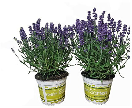 DECOALIVE | Pack 2 Lavandas | Flores de Lavanda | Plantas Naturales | Flores Terraza y Jardín