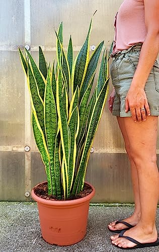 POWERS TO FLOWERS - SANSEVERIA LAURENTII XXL, VASO 32CM DIAMETRO, pianta vera