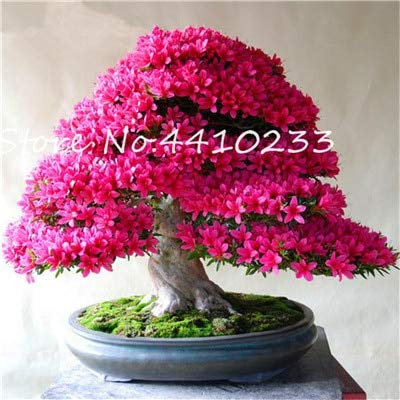 Nuova 100 pezzi Rhododendron semi di Fiori per Giardinaggio rosa 1