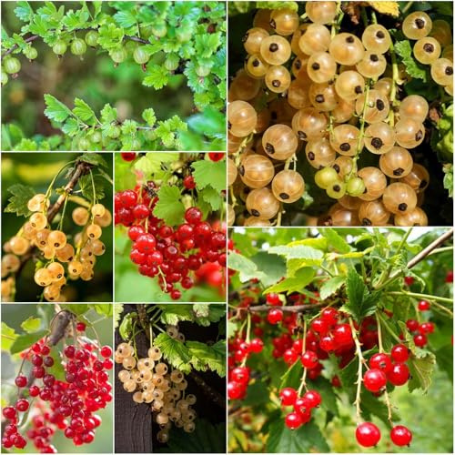 stachelbeeren - säulenobstbäume obstpflanzen obstbäume obstbaum hochbeete für garten gartenpflanzen stauden winterhart mehrjährig garden balkon kräuterpflanzen 250samen