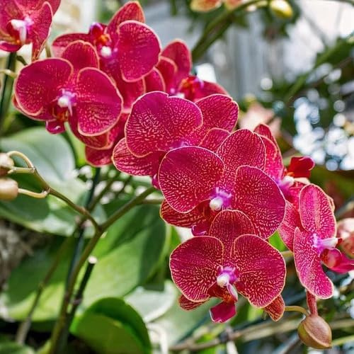 100 semillas de orquídeas Phalaenopsis rojas