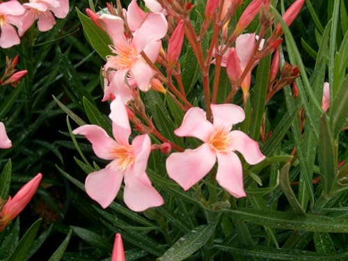 50 SEEDS OF NERIUM OLEANDER OLEANDRO SALMONE
