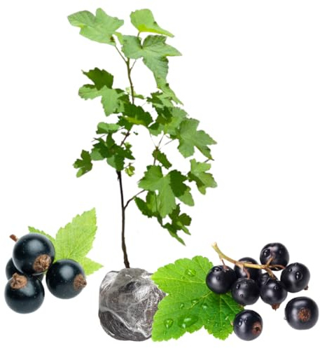 Consort Currant Plant Live Well Rooted 5-9 Inch Tall, Black Currant Bush Live Plant, Currant Berries