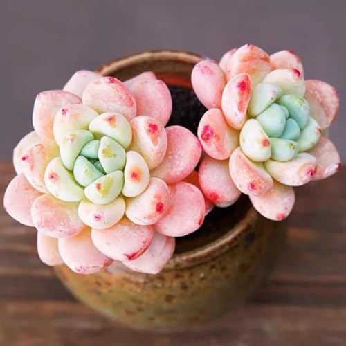 sedum winterhart - bonsai dekopflanzen hochbeet balkon balkonpflanzen winterhart deko garten pflanzenkübel fetthenne bodendecker 100samen