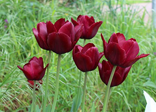 20 Tulpenzwiebeln Jan Reus Blumenzwiebeln