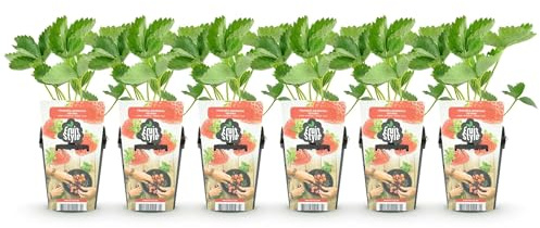GreenboutiQ - Obstpflanzen - Erdbeere - Fragaria Elsanta - Winterhart - 6 Pflanzen - Topf 9 cm - Rote Erdbeere