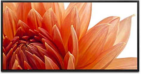 orange Dahlien Blüte ca. 130x70cm Wandbild inklusive Schattenfugenrahmen schwarz - Panorama Leinwand Bild XXL Format Wandbilder Wohnzimmer Wohnung Deko Kunstdrucke