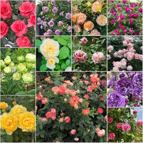 kletterrosen kräutersamen rosenbaum pflanztöpfe balkon balkonpflanzen winterhart - Seltene serie - pflanztopf wiesenblumen 450samen