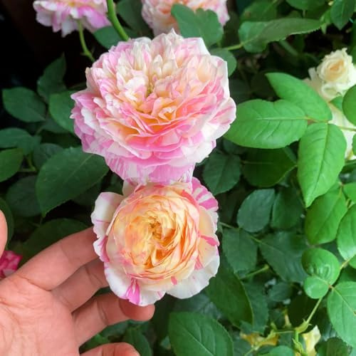 Semillas resistentes de rosal de jardín, trepadores variedades antiguas orgánicas 800pcs