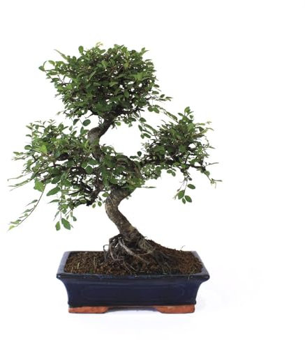 Bonsai - Olmo chino, 16 Años (Bonsai Sei - Zelkova Parvifolia)