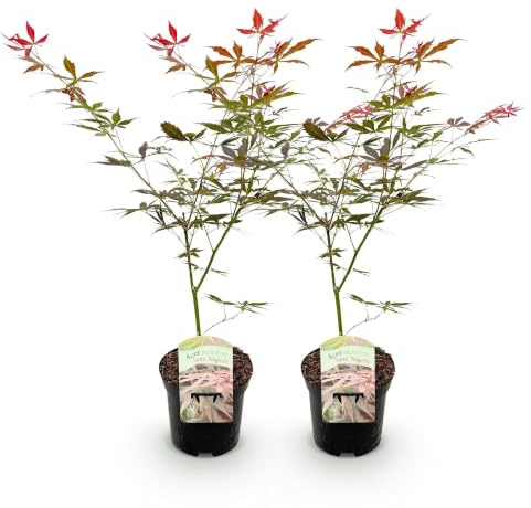 GreenboutiQ - Balkonpflanze - Japanischer Ahorn - Acer palmatum Sumi-nagashi - Rot - 2 Pflanzen - Laubabwerfend - Topf 19cm Höhe 70cm