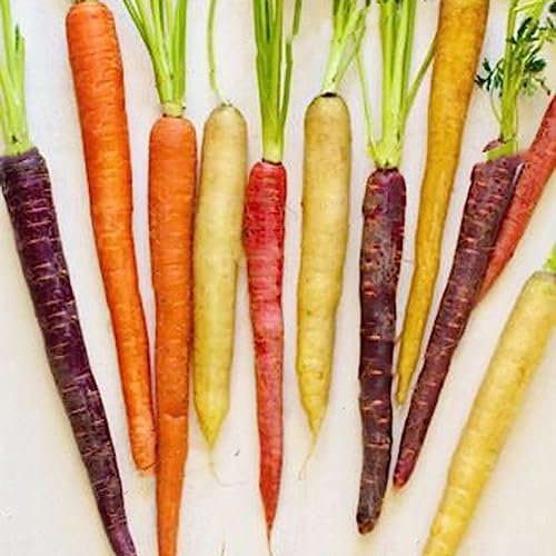 PERZOE 800 Unids Nutritivo Arco Iris Mezclado, Semillas De Zanahoria Planta De Jardín Vegetal De Fácil Cultivo Semillas de Zanahoria