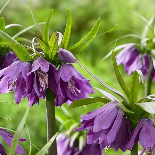 kaiserkrone winterharte kübelpflanzen balkonpflanzen balkon deko topfpflanzen dekopflanzen hochbeete für garten exotische zimmerpflanzen kräutergarten bonsai 15zwiebeln