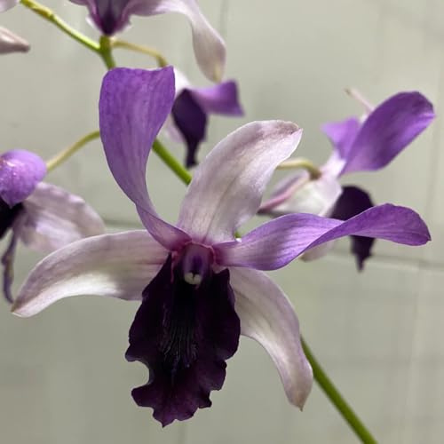 Semi di orchidea Dendrobium, semi di per luoghi soleggiati decorazione del soggiorno biologici come per gli ospiti orchidea serre da balcone da 20pcs