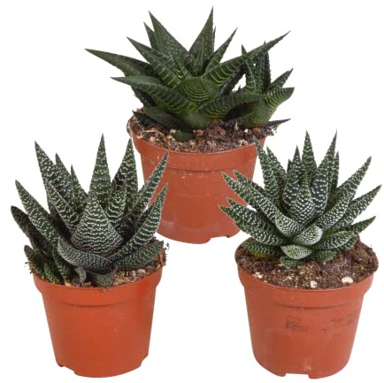 Succulentes | Mélange Gasteria/Haworthia | 3 pièces | variétés diverses | Ø 8,5 cm | 13-18 cm | Plantes d'intérieur faciles à entretenir