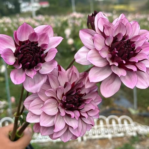 tuberi di dalia resistenti - perenni balcone rare giardino roccioso 8pcs