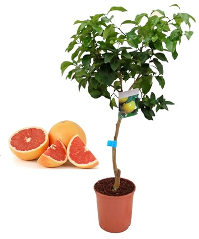 Pack Limonero - Naranjo - Pomelo - Mandarino Planta Natural - (Altura 110 Cm) Maceta 22 cm (Pomelo)