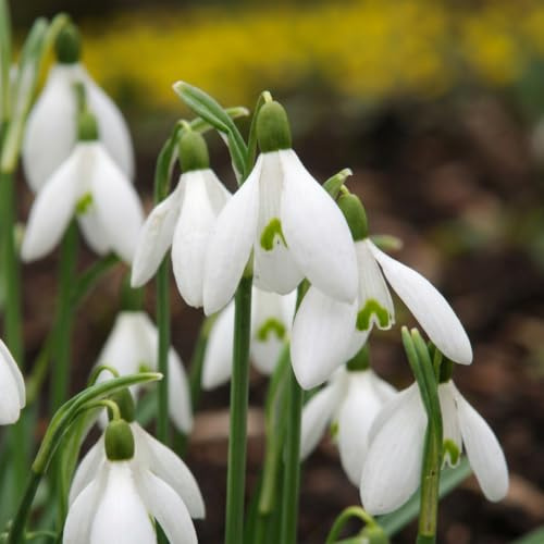 GreenboutiQ - Blumenzwiebeln - Galanthus Elwesii - Schneeglöckchen Zwiebeln - Farbe Weiß - 25 Stück - Zwiebelgröße 5/6 - XXL Pack