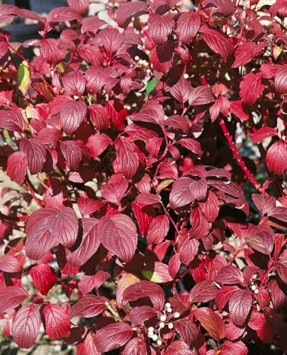 Hartriegel Cornus alba Baton Rouge 60-100 cm winterhart Heckenpflanze | Winterhart, mehrjährig, pflegeleicht, ideal als Sichtschutz und Hecke, dekorative Rinde, robust für den Garten