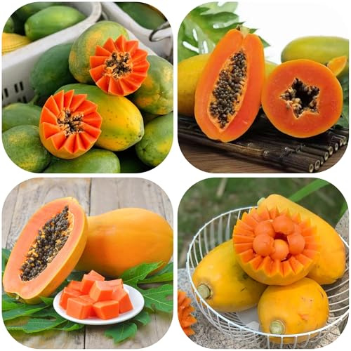 semi di papaya - vecchie varietà giardino interno decorative perenni resistenti 120pcs