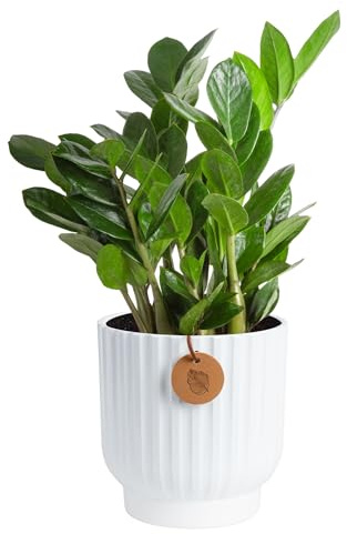 Costa Farms ZZ Live Plant in Decorative Pot, Easy to Maintain, Air Purifying Indoor Houseplant, Perfect for Home, Room, or Office Decor, Great House Warming or Birthday Gift, 12-20 Inches Tall