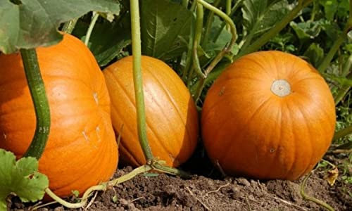 10 Semillas de Calabaza Dulce de Horno (Curcubita Maxima Duchesne)