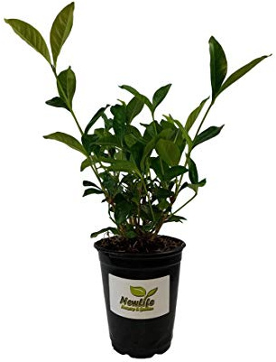 Summer Snow Gardenia - Live Plant - Quart Pot