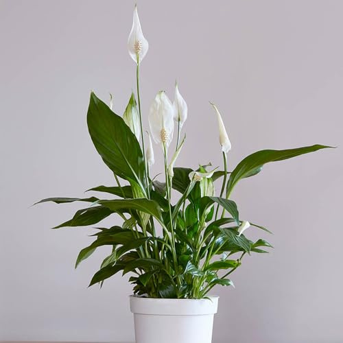 YouGarden 'Cupido' Peace Lily Plant, Highly Renowned Air Purifying Indoor Plants for Homes and Office, Easy to Grow Houseplant, 1 x Potted Plant Supplied in 9cm Pot